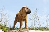 SHAR-PEI 258